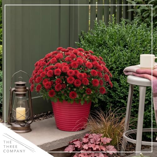 Chrysanthemum (Color Match Deco Pot), Red Blooms, Live Fall Flowering Perennial, 15" Tall by 12" Wide in 3 Qt Pot - Image 6