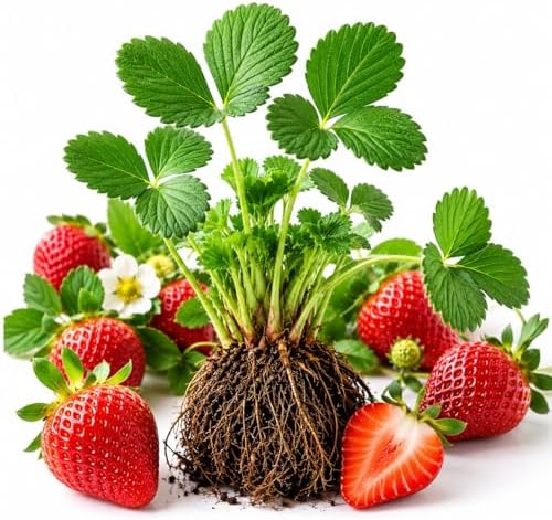 10 Rich Sweetness Strawberry Plants | Everbearing Live Berry Plants by CZGrain