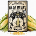 Golden Bantam 12 Corn Seeds for Planting, Heirloom Sweet Corn Vegetable Seeds, Tender Golden Ears with Old-Fashioned Flavor, Full Sun Garden Crop for Fresh Summer Harvests by BraggableGardens