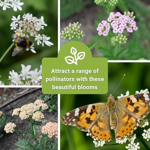 Sow Right Seeds - Pastel Mix Yarrow Seeds for Planting Perennial Herbs 2pk - Image 6