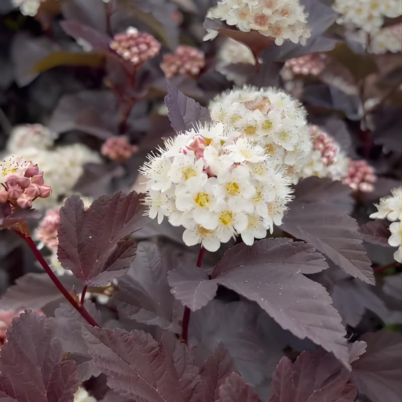 2 Ninebark Shrub Live Plant, 12-18 Inch Tall in 2.5 Inch Pot, Well-Rooted Starter, Hardy Flowering Deciduous Plant for Backyard and Garden - Image 3