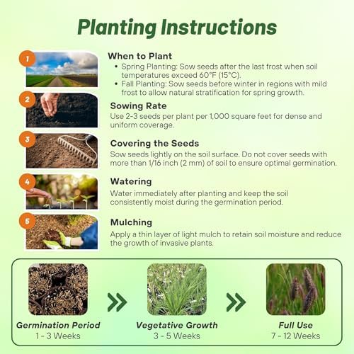 Outsidepride Pennisetum Thunbergii Red Buttons Ornamental Grass Seeds - 25 Pcs Perennial, Drought Tolerant Fountain Grass with Red Feathery Plumes for Low Maintenance Xeriscaping & Flower Arrangements - Image 4