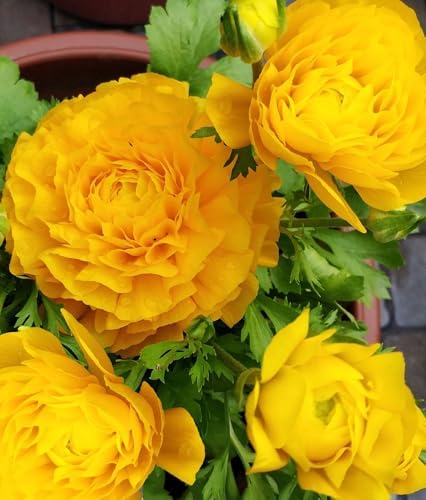 Yellow Peony Ranunculus Bulbs- Persian Buttercup -10 Corms Bulbs Perennia by seedsofstrength