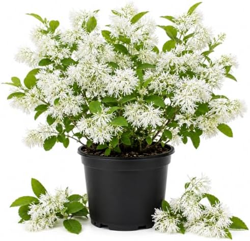 Fringe Tree Live Plant, Hardy Ornamental Shrub, 8-10 Inch Tall, Quart Pot by AKTRD