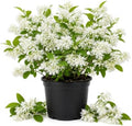 Fringe Tree Live Plant, Hardy Ornamental Shrub, 8-10 Inch Tall, Quart Pot by AKTRD