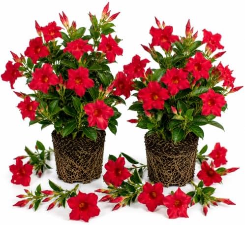 2 Red Pink Mandevilla Plant Live, Climbing Vine for Containers, 4-6" Tall by Unknown