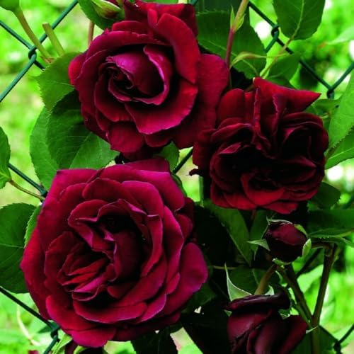 Black Red Velvet Climbing Rose Live Plant, 6 Months Old Starter, Fragrant Purple Climbing Roses for Planting Outdoor, No Pot - Image 3