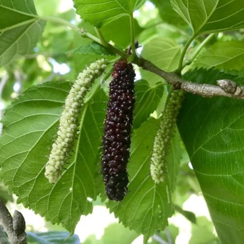 Pakistan Mulberry Live Plant, 4-8 Inch Tall Hardy Fruit Tree - Image 2