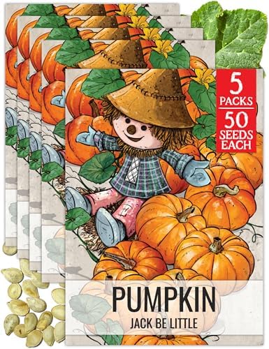 Seed Needs Jack Be Little Pumpkin Seeds to Plant Vegetables - 5 Packs by SeedNeeds