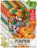 Seed Needs Jack Be Little Pumpkin Seeds to Plant Vegetables - 5 Packs by SeedNeeds