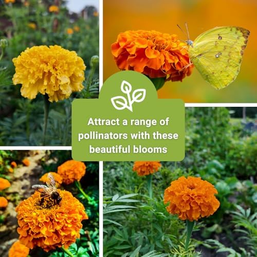 Sow Right Seeds - Crackerjack African Marigold Seed for Planting Flowers - Image 6
