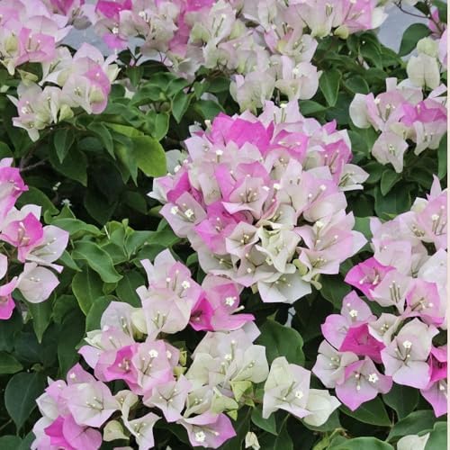 Set 2 White Pink Bougainvillea Live Plant 5-7 Inch Tall - Image 6