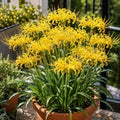 Yellow Spider Lily Plant Bulbs, Foliage Display for Outdoor Planters，Yellow：10 Bulbs by Unknown
