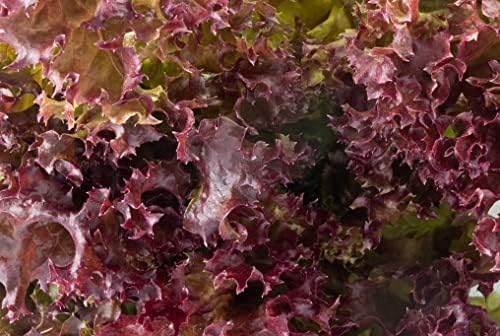 1000 Salad Bowl Red Lettuce Seeds for Planting 2+ Grams of Seeds Non GMO Heirloom Garden Vegetable Survival Baby Greens Bulk - Image 2