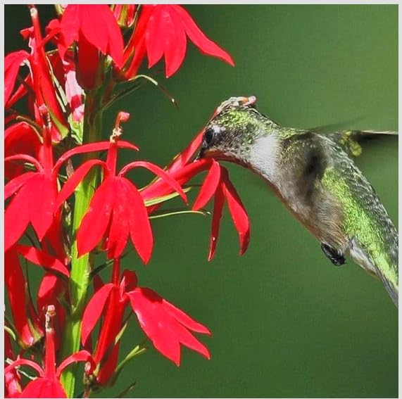 Red Cardinal Flower - Live Plant - Lobelia cardinalis - Vibrant Red Blooms, Attracts Hummingbirds Perennial, 3 Inch Pot, Traditional Medicinal & Garden Herb, Easy to Grow, Hardy Perennial - Image 3