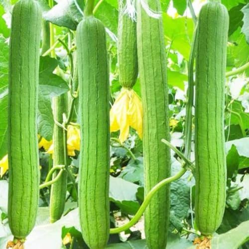 30PCS Smooth Sponge Gourd Seeds Loofah Snake Melon USA Asian Vegetable Seed by Unknown