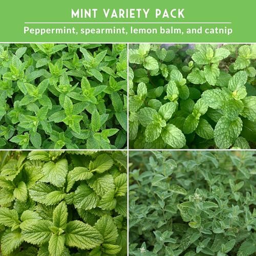 Mint Seeds Variety Pack for Planting - Image 5