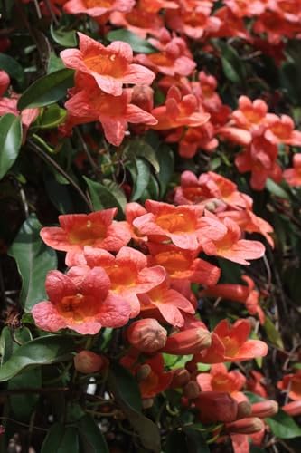 Tangerine Beauty Crossvine (Bignonia capreolata) Live Plants – Pack of 2 – Vibrant Orange Trumpet-Shaped Blooms – Climbing Vine for Trellises & Fences – Ideal for Containers by Unknown