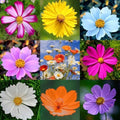 2000pcs Cosmos Seeds for Planting, Perennial Cosmos Hummingbird Vine Flower Seeds, Heirloom Non-GMO Open Pollinated Wildflowers for Home Garden Outdoors by MIXRUGBACWATER