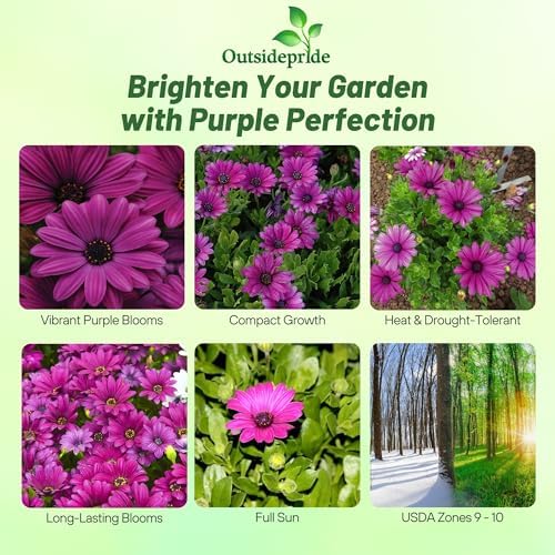 Outsidepride Purple Osteospermum African Daisy Seeds - 10 Pcs. Perennial Flower Seeds for Planting Outdoors with Long-Lasting Blooms, Drought-Tolerant, Easy to Grow for Sunny Gardens & Borders - Image 2