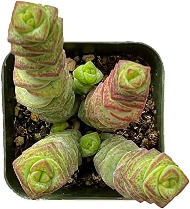 Sprout N Green Crassula Baby's Necklace Live Trailing Succulent - Image 2