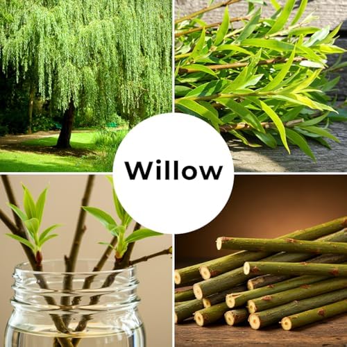 (One) Fastest Growing Tree in The World - Ready to Plant - One Live Aussie Hybrid Willow Tree Rooted Cut - Great for Fast Shade - 10 feet in First Year - Austree Hybrid Willow Privacy Tree - Image 5