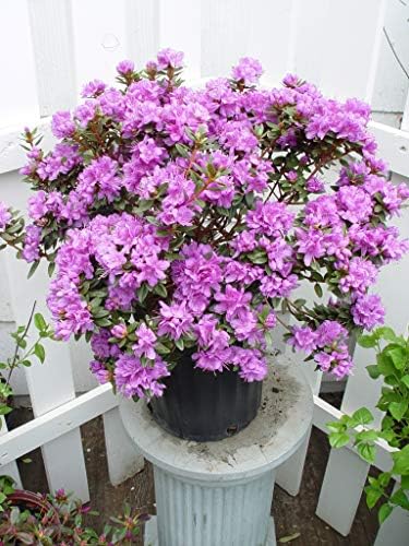 Rhododendron X 'Purple Gem' (Rhododendron) Evergreen, bluish purple flowers, #2 - Size Container - Image 6