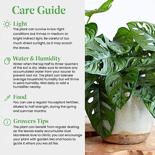 American Plant Exchange Monstera Adansonii 6-Inch – Live Swiss Cheese Vine Plant, Easy-Care Trailing Houseplant, Low-Maintenance Air-Purifying Greenery for Home, Office & Garden Décor - Image 5