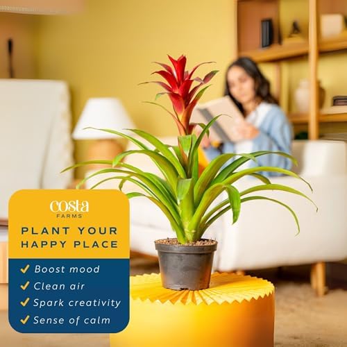 Costa Farms Bromeliad, Live Indoor Plant, Easy Care, Home Decor - Image 5