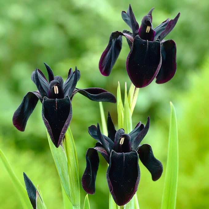 Eden Brothers Siberian Iris Roots - Black Flowered by EdenBrothers