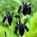 Eden Brothers Siberian Iris Roots - Black Flowered by EdenBrothers