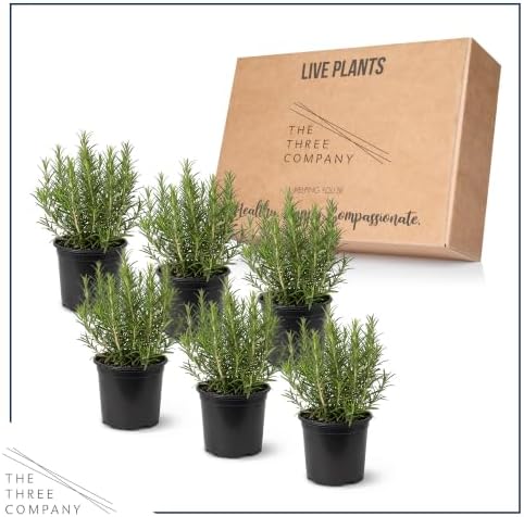 Herb - Rosemary (6 Pack), Live Edible Culinary Herb, Aromatic, Savory - Image 5