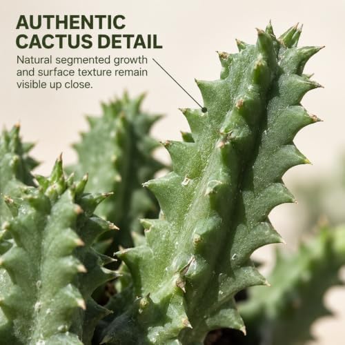 Rare Life Saver Cactus Live Plant - Huernia Zebrina Indoor Succulent Gift - Image 3