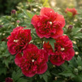 Red Live Rose of Sharon Plant, Hardy Garden Shrub, 6-12 Inch Tall by Unknown