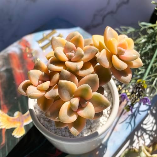 Graptoveria Paraguayense Bernalense Variegated Succulent, 3" Cluster by Unknown