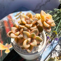 Graptoveria Paraguayense Bernalense Variegated Succulent, 3" Cluster by Unknown