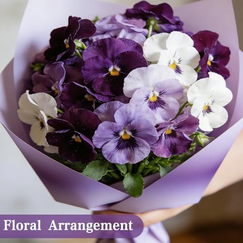 Viola Seeds, 2000 Cool Season Flower Seeds for Pot, Borders, Window Boxes - Image 4