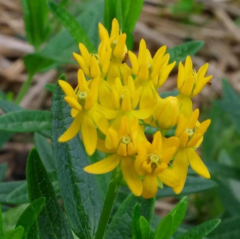 Set 3 Yellow Milkweed Flowers Plants Yellow Asclepias Plants Perennial Milkweed Flowers Bushes 4-6 Inch Tall - Image 6