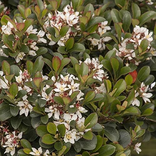 Southern Moon Yedda Hawthorn, Live Evergreen Flowering Shrub, 3 Gallon - Image 4