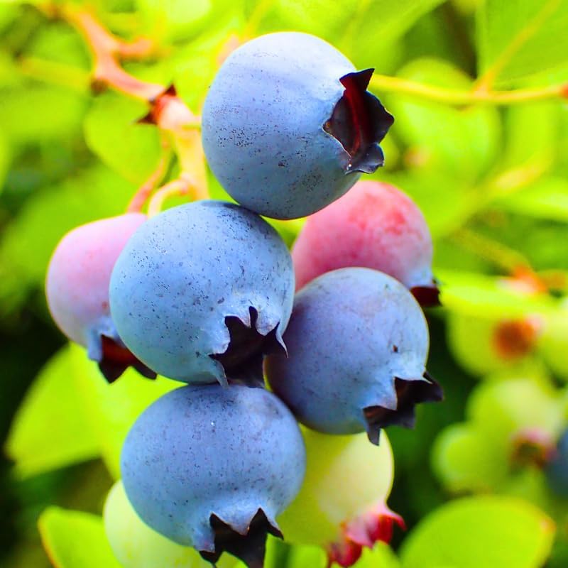 2 Sunshine Blue Blueberry Plants Live, Berry Tree Seedling - Image 6