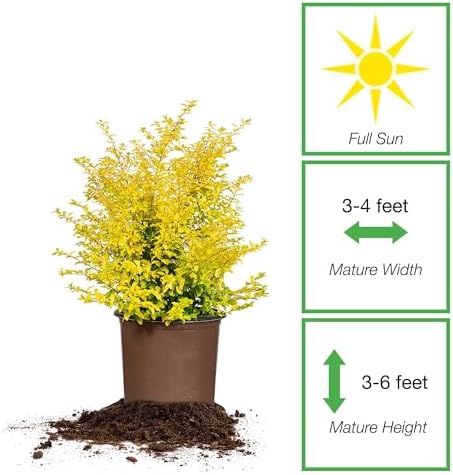 Perfect Plants Sunshine Ligustrum Shrub, 1 Gallon, Golden Evergreen - Image 2