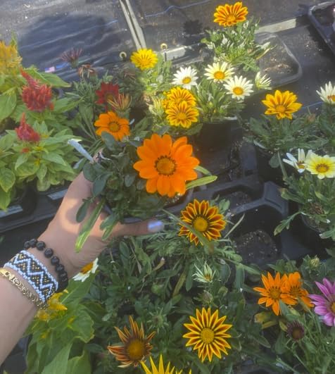 4 Pack Live Gazania Plant, Mixed Colors, 4-Inch Pot, Sun-Loving Annual Flowers for Garden and Containers. California Delivery - Image 3