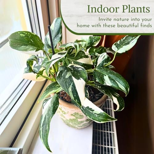 Philodendron Plant Live Exclusive Collection (4-Pack) – Rare Birkin, Gloriosum, Pink Princess & White Wizard in 2" Pot; Easy Care Indoor Plants Live Houseplants Decor for Home/Office/Garden - Image 6
