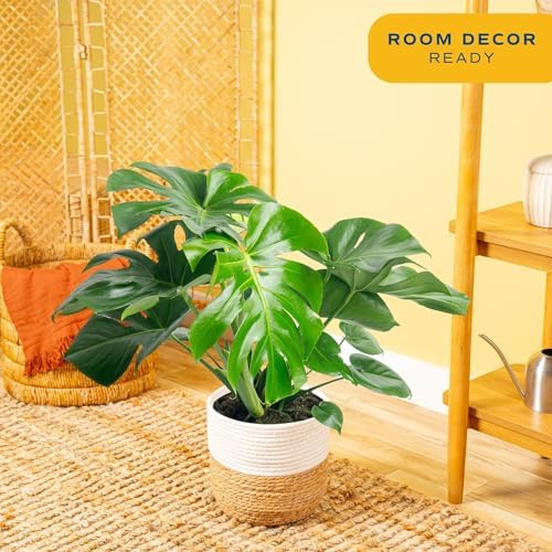 Costa Farms Monstera, Live Indoor Plant, Tropical Plant, Home Decor - Image 2