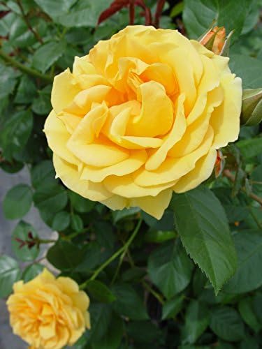 Rosa Julia Child (Floribunda Rose) Rose, Yellow Flowers, #3 - Size Container - Image 2
