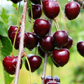 2 Black Cherry Trees Live Plants, Starter Fruit Tree, 1-2 Ft Tall by AKTRD