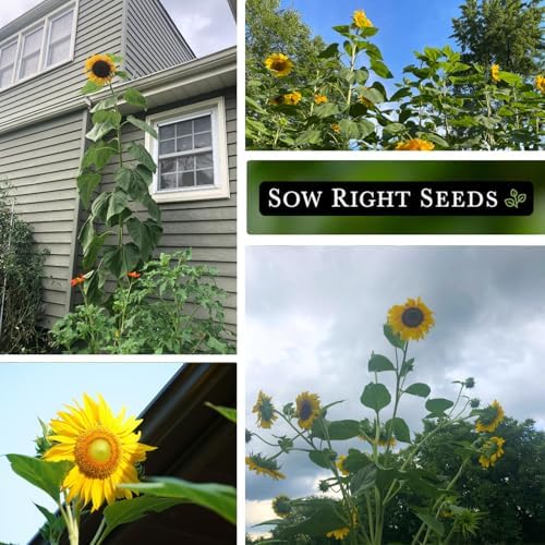 Sow Right Seeds-Mammoth Sunflower Seed for Planting Giant Flower Garden 2pk - Image 4