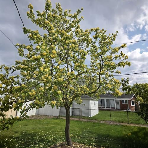 Yellow Magnolia Tree Plant Live, 6-12 Inch Tall, 2.5 Inch Pot - Image 6