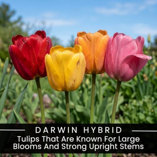 10 Darwin Hybrid Tulip Mix Bulbs – Red Yellow Orange & Pink Spring Flowers - Image 2