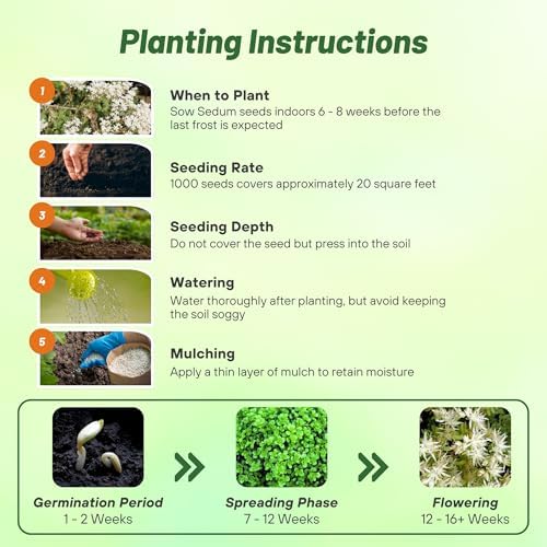 Outsidepride Oktoberfest Sedum Seeds - 1000 Pcs Perennial Ground Cover Seeds for Planting, Cold-Hardy & Heat-Tolerant Succulent Plants, Ideal for Rock Gardens, Containers, and Xeriscaping - Image 4